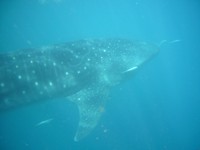 Ningaloo Whaleshark